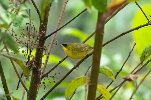 黑眼先黄喉地莺