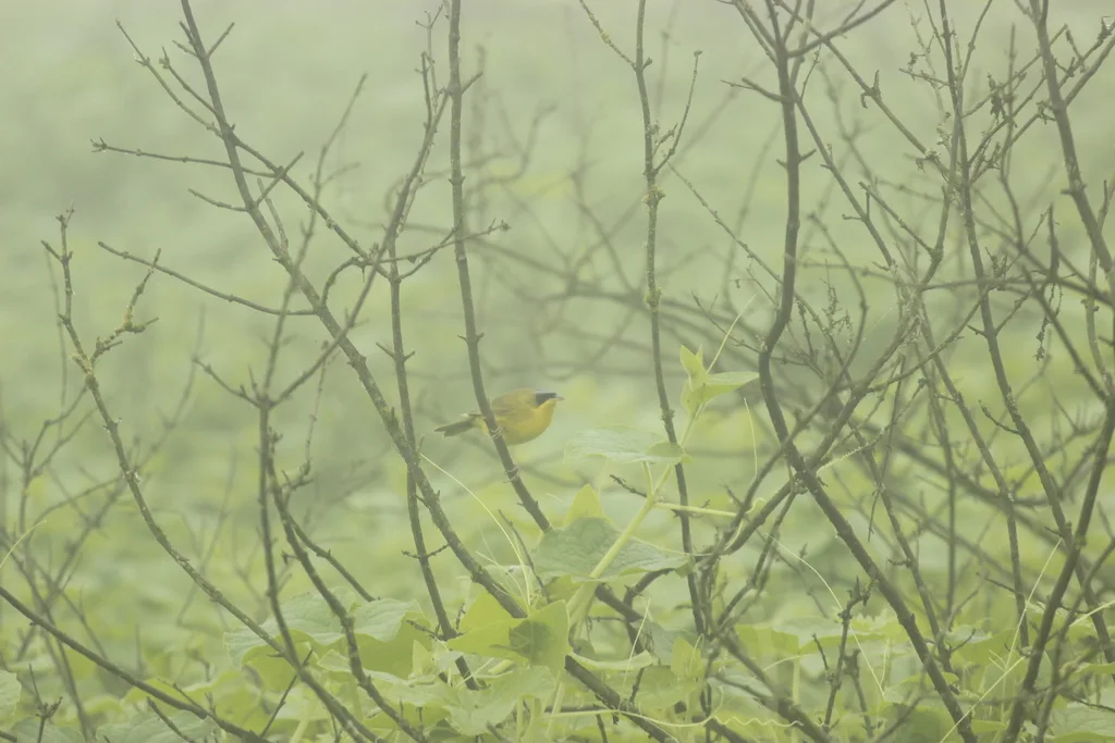 黑眼先黄喉地莺(Geothlypis auricularis)
