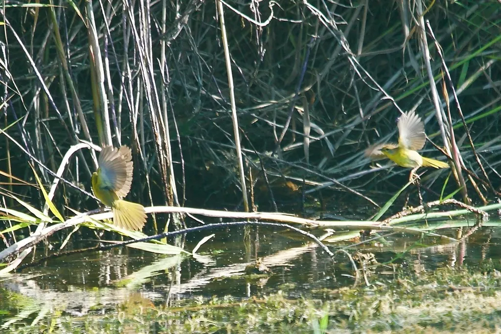 贝氏黄喉地莺(Geothlypis beldingi)