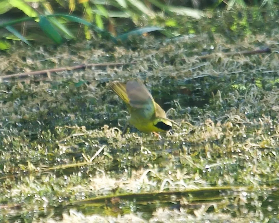 贝氏黄喉地莺(Geothlypis beldingi)