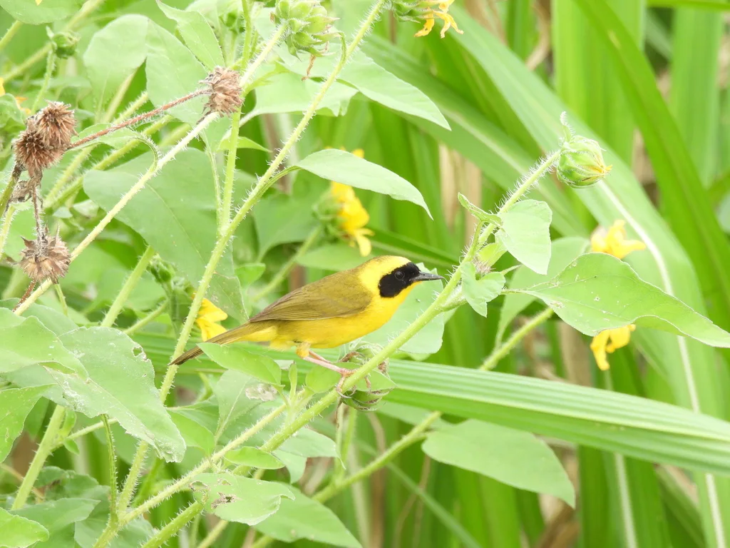 墨西哥黄喉地莺(Geothlypis flavovelata)