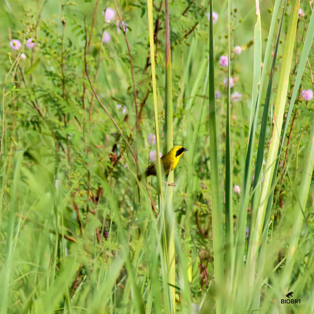 墨西哥黄喉地莺(Geothlypis flavovelata)