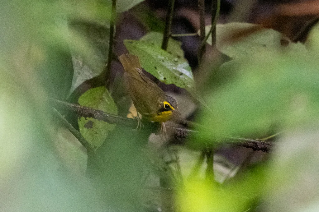 黄腹地莺(Geothlypis formosa)