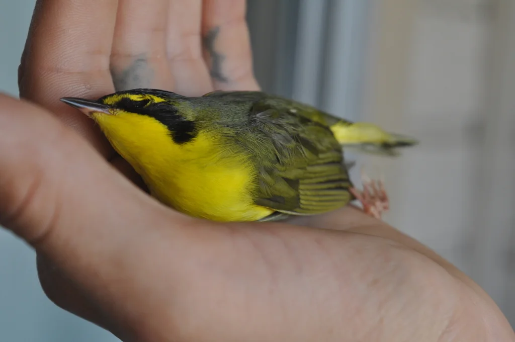 黄腹地莺(Geothlypis formosa)