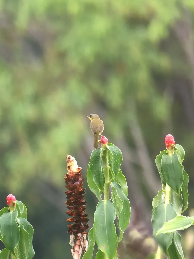 灰冠黄喉地莺(Geothlypis poliocephala)