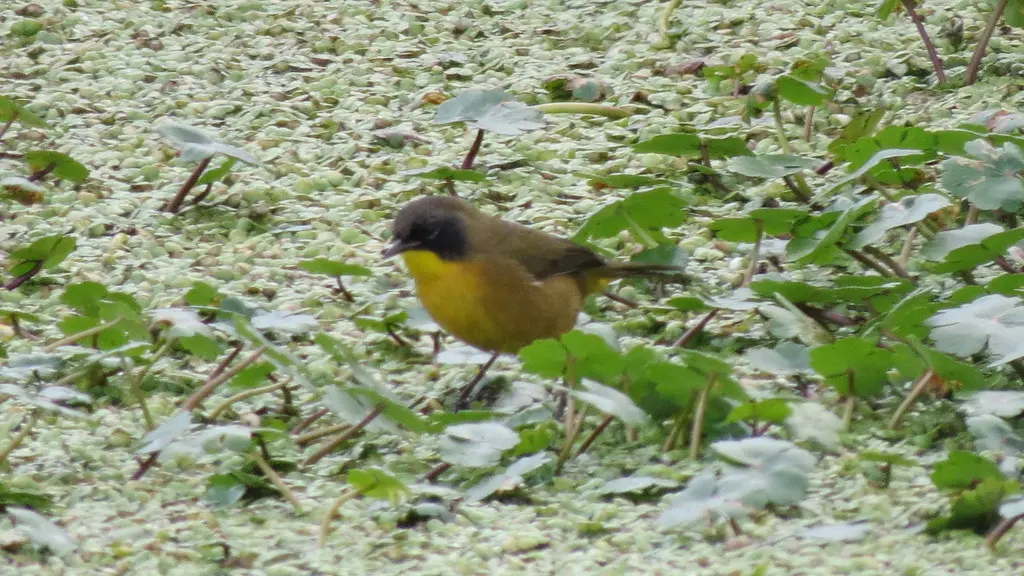 黑顶黄喉地莺(Geothlypis speciosa)