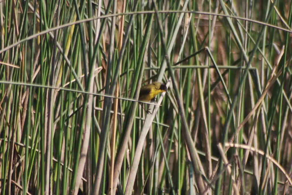 黑顶黄喉地莺(Geothlypis speciosa)