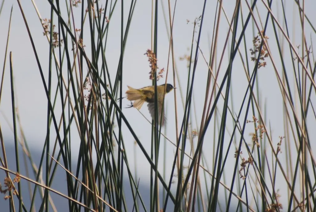 黑顶黄喉地莺(Geothlypis speciosa)