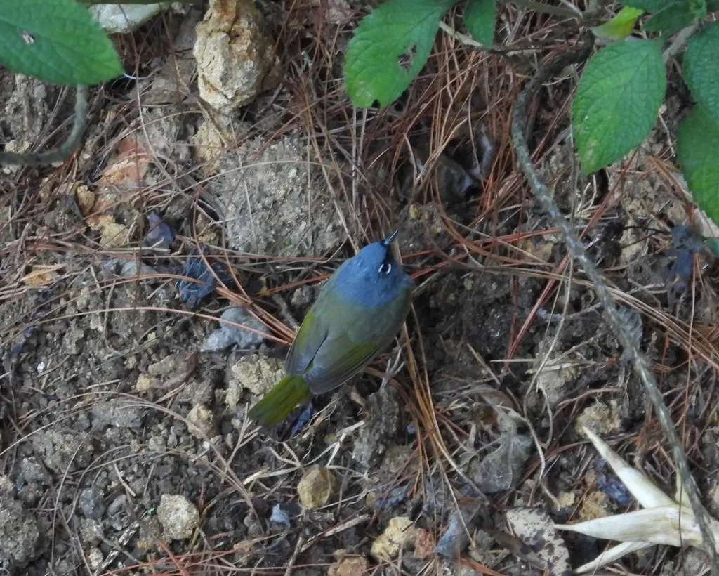 灰头地莺(Geothlypis tolmiei)