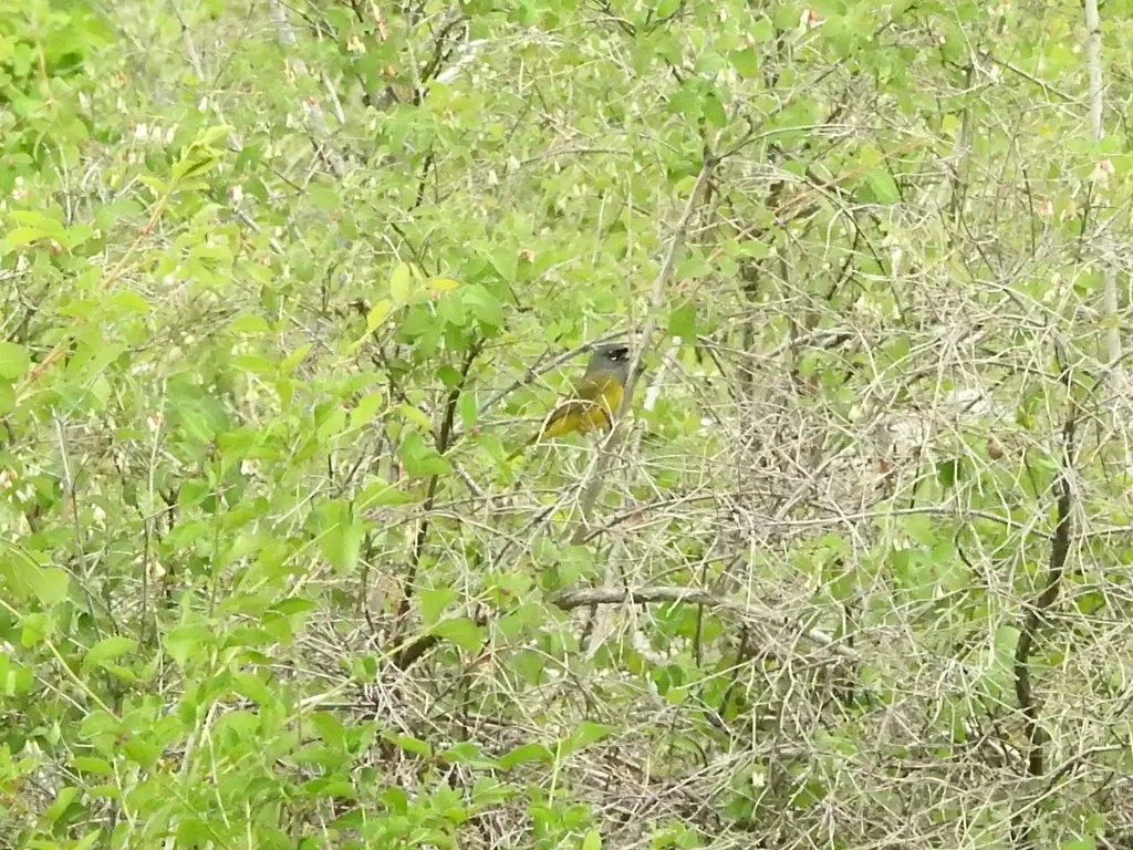 灰头地莺(Geothlypis tolmiei)