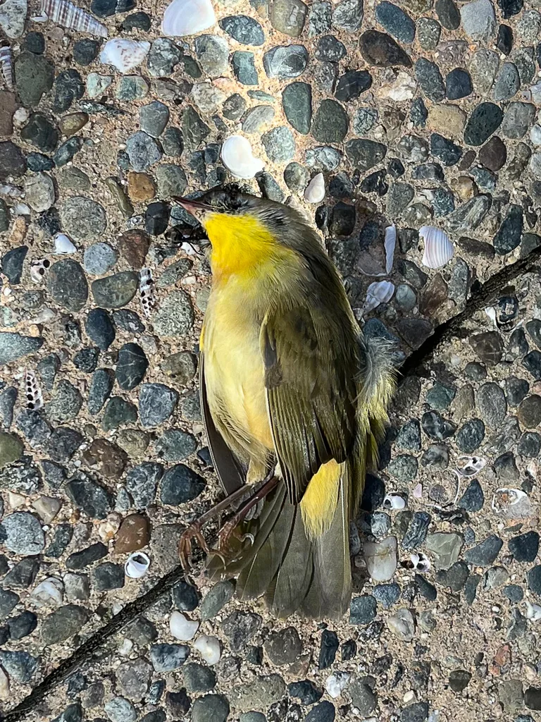黄喉地莺(Geothlypis trichas)
