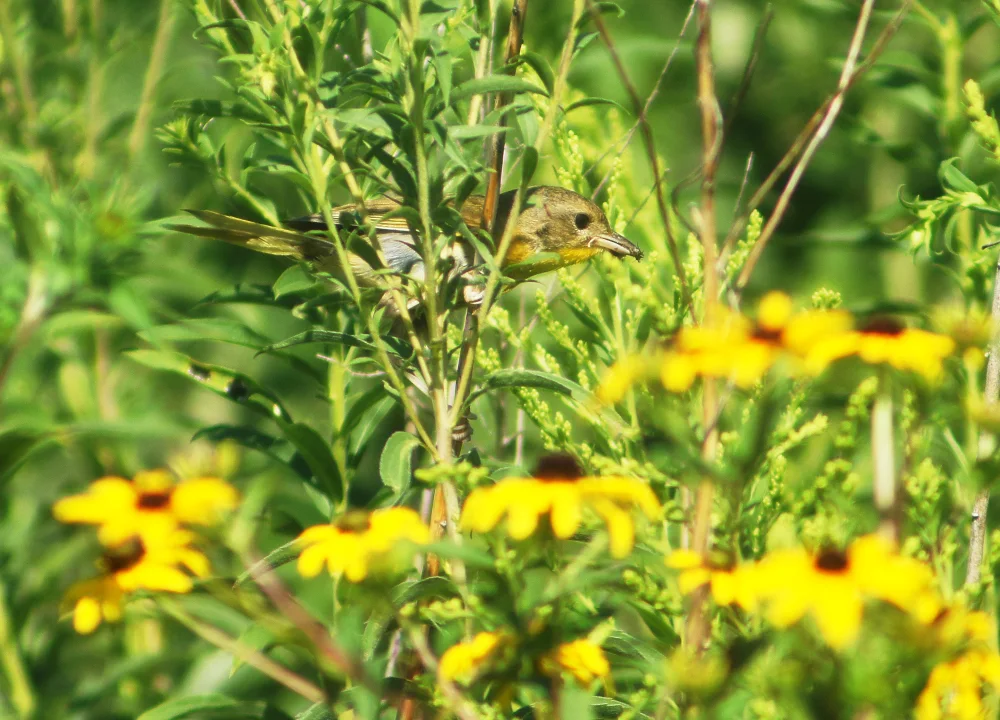 黄喉地莺(Geothlypis trichas)