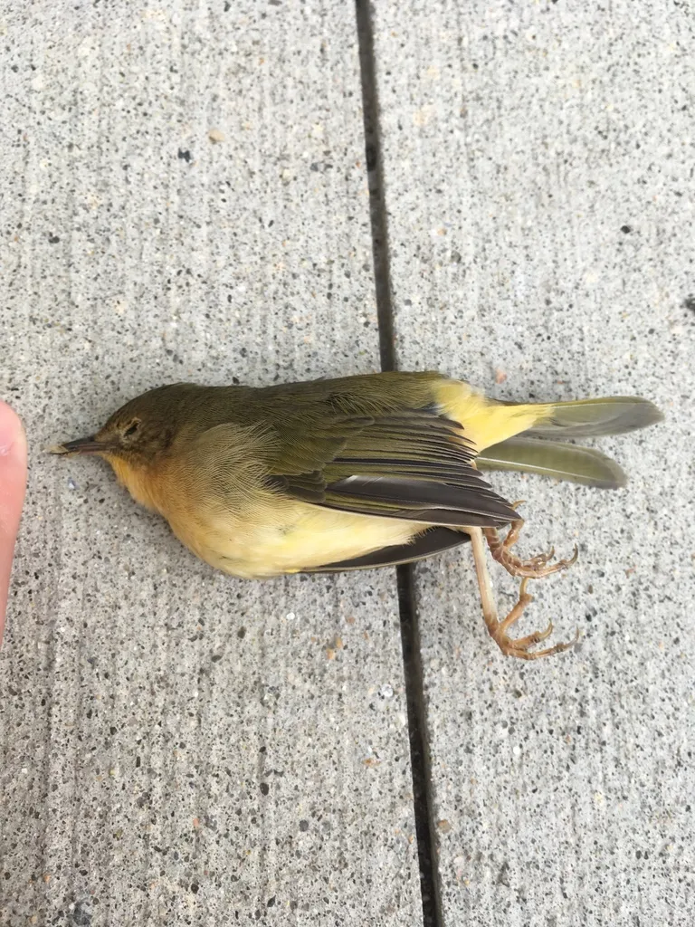 黄喉地莺(Geothlypis trichas)