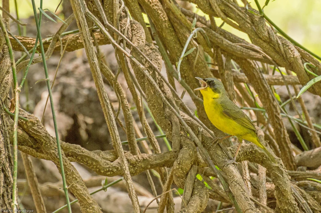 南黄喉地莺(Geothlypis velata)