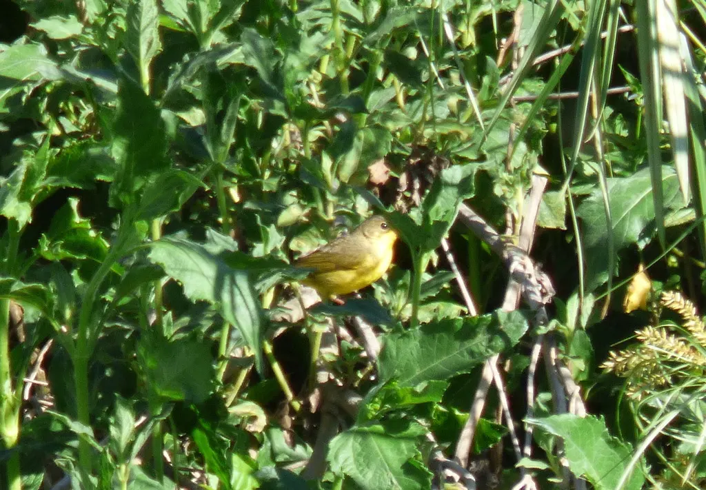 南黄喉地莺(Geothlypis velata)