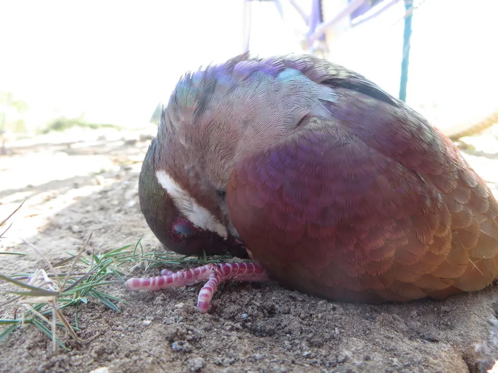 绿顶鹑鸠（Geotrygon chrysia）