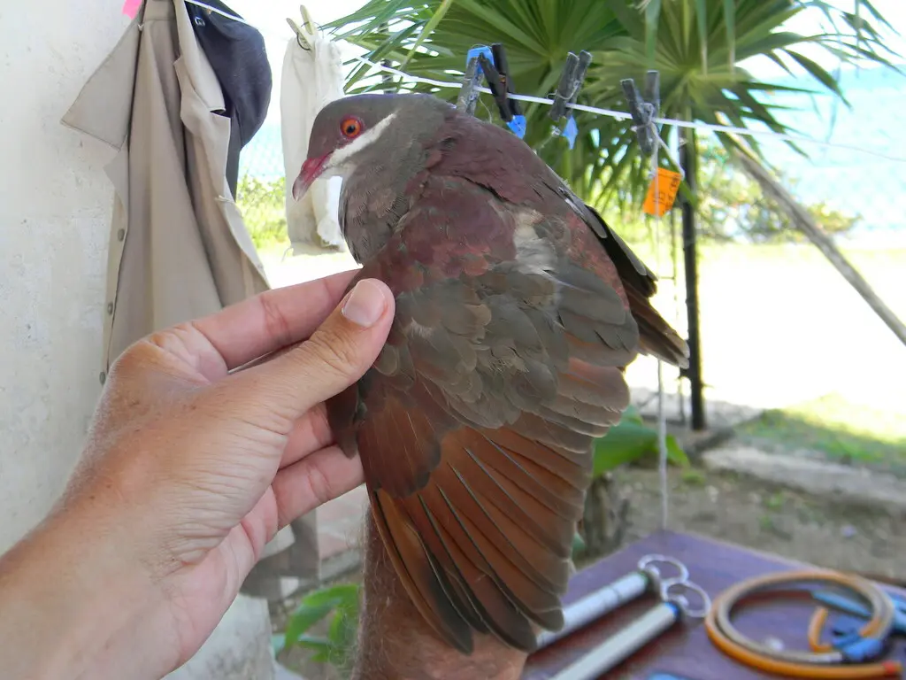 绿顶鹑鸠（Geotrygon chrysia）