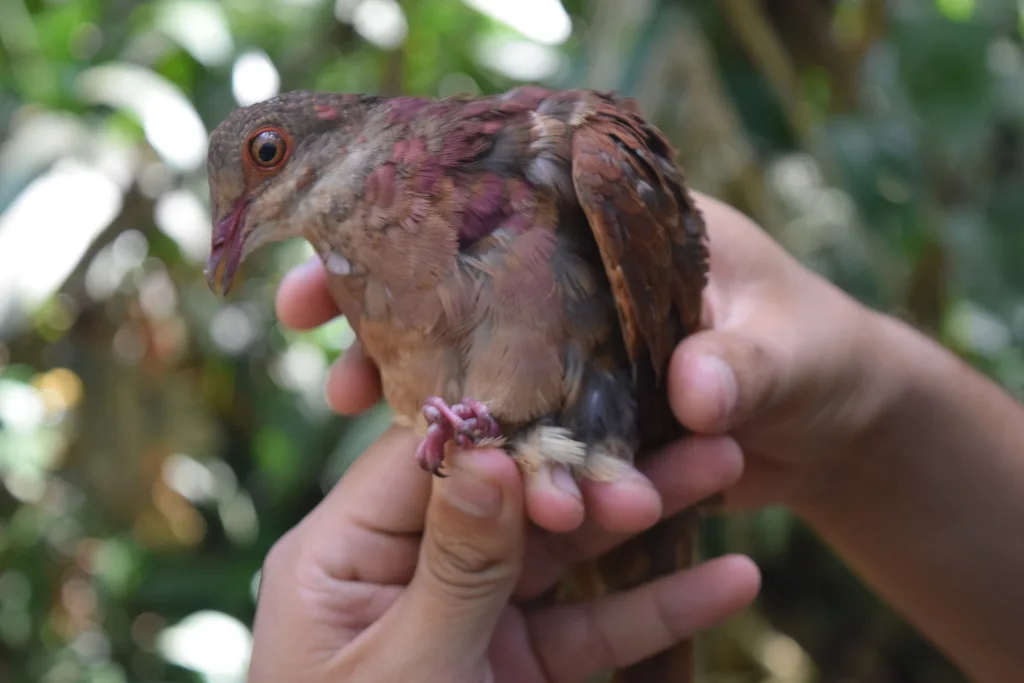 红鹑鸠（Geotrygon montana）