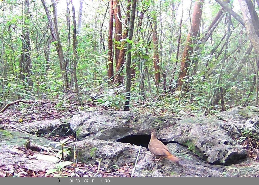 红鹑鸠（Geotrygon montana）