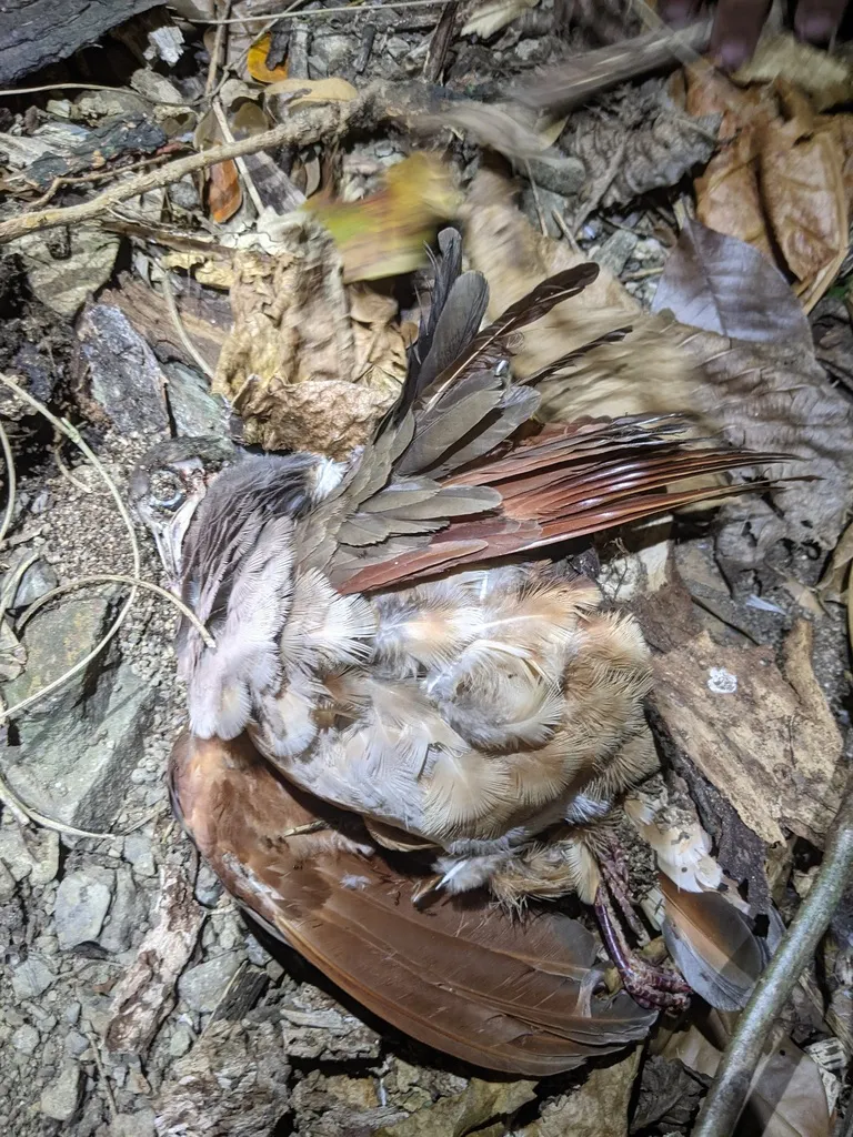 绿颈鹑鸠(Geotrygon mystacea)