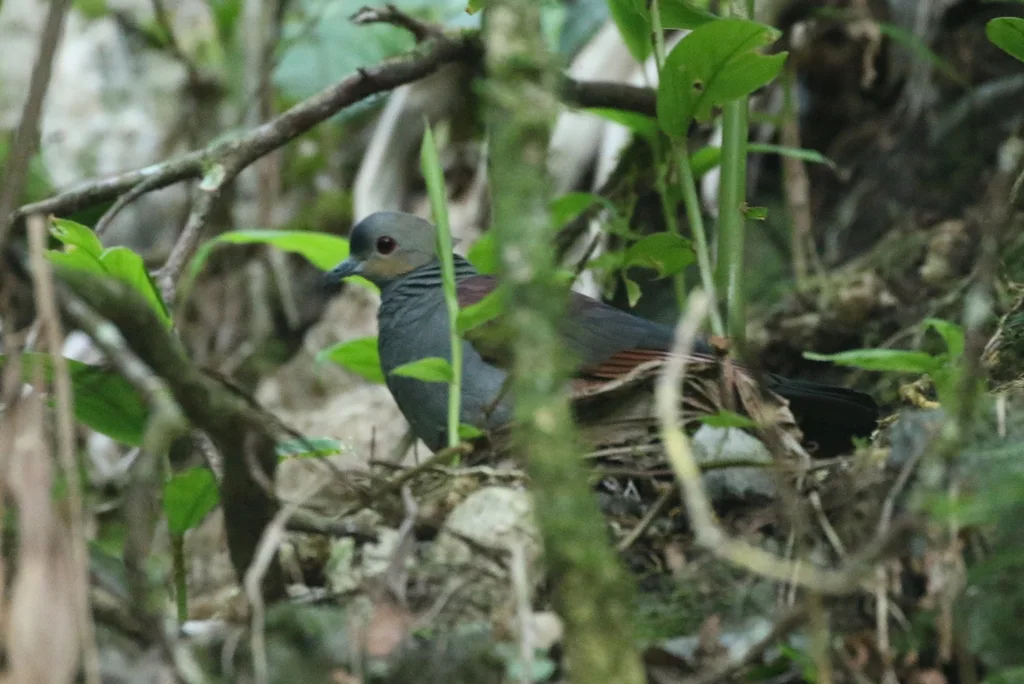 凤头鹑鸠(Geotrygon versicolor)