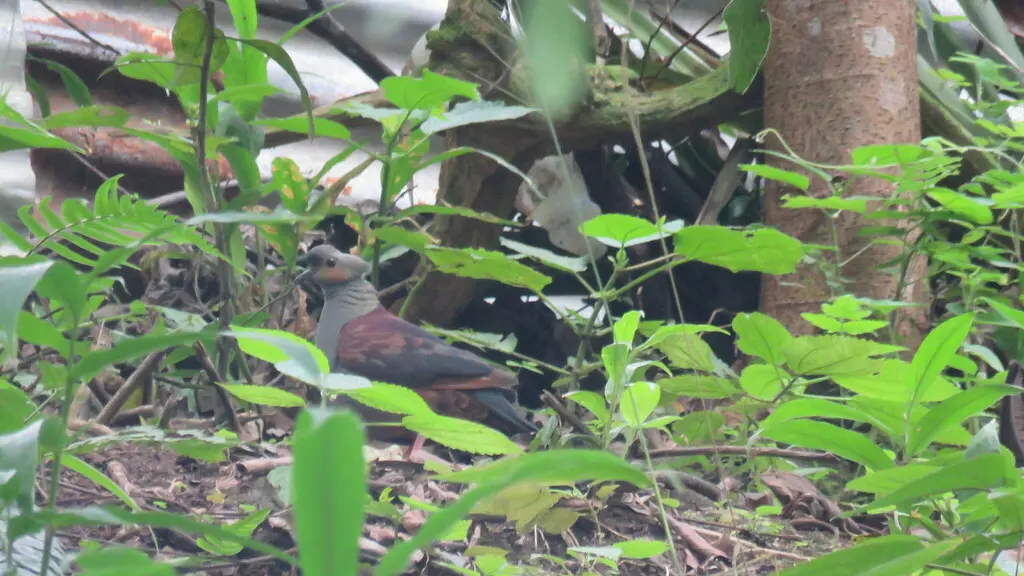 凤头鹑鸠(Geotrygon versicolor)