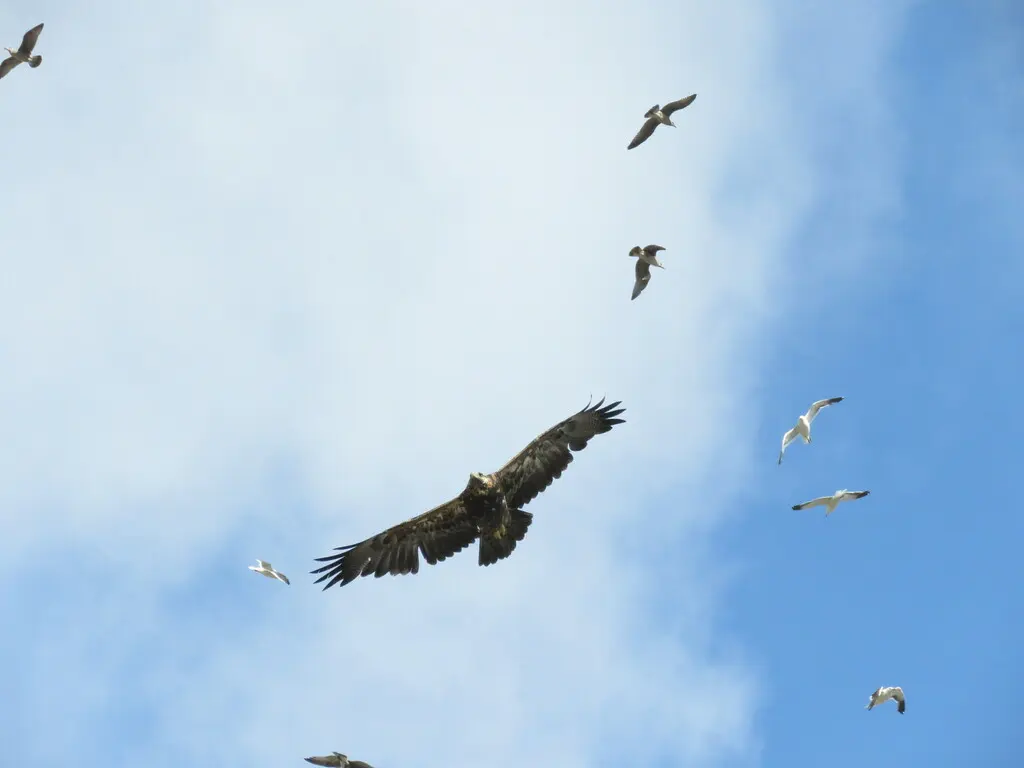 鵟雕（Geranoaetus melanoleucus）