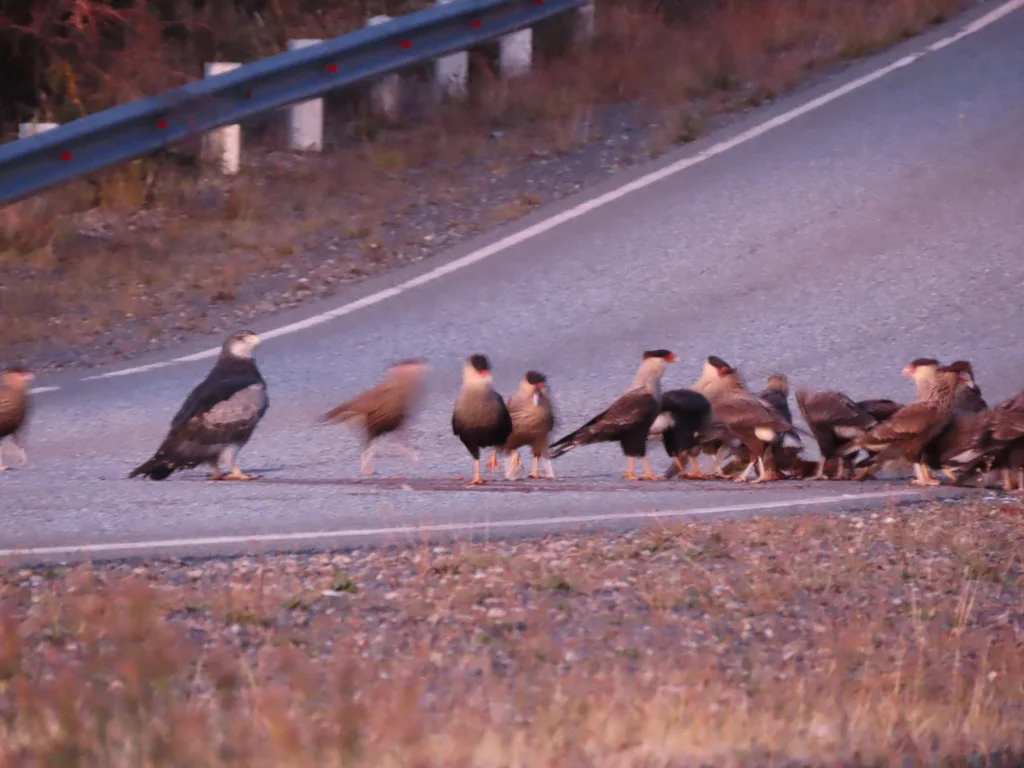 鵟雕（Geranoaetus melanoleucus）