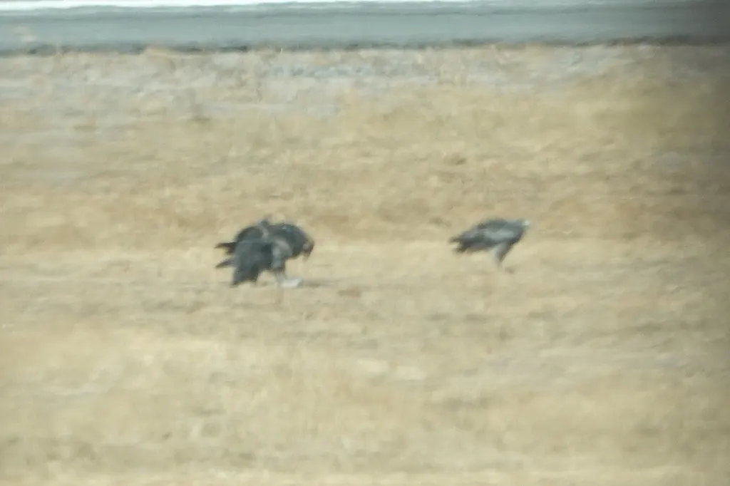 鵟雕（Geranoaetus melanoleucus）