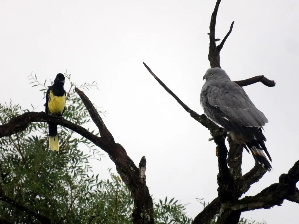 鹤鹰(Geranospiza caerulescens)