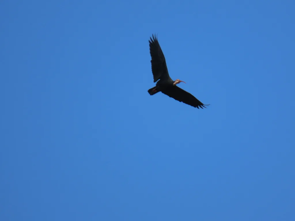 秃鹮(Geronticus calvus)
