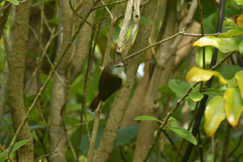 查岛噪刺莺(Gerygone albofrontata)