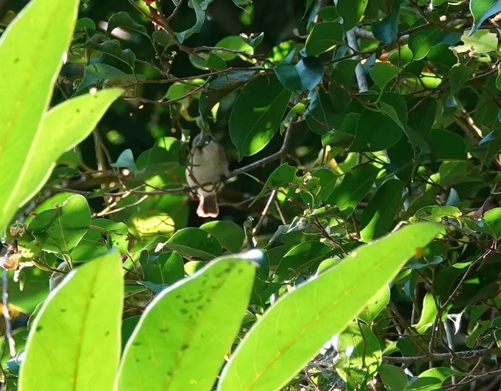 灰头噪刺莺(Gerygone chloronota)