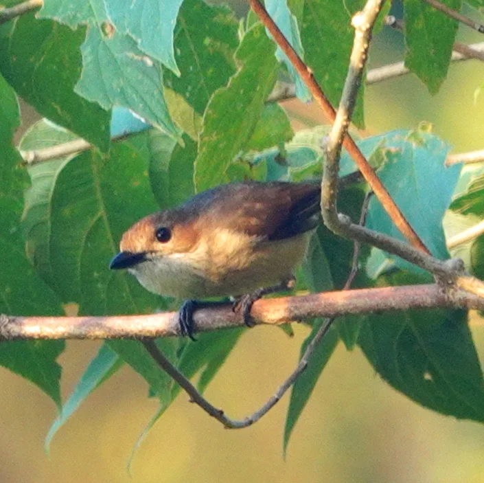 红胁噪刺莺(Gerygone dorsalis)