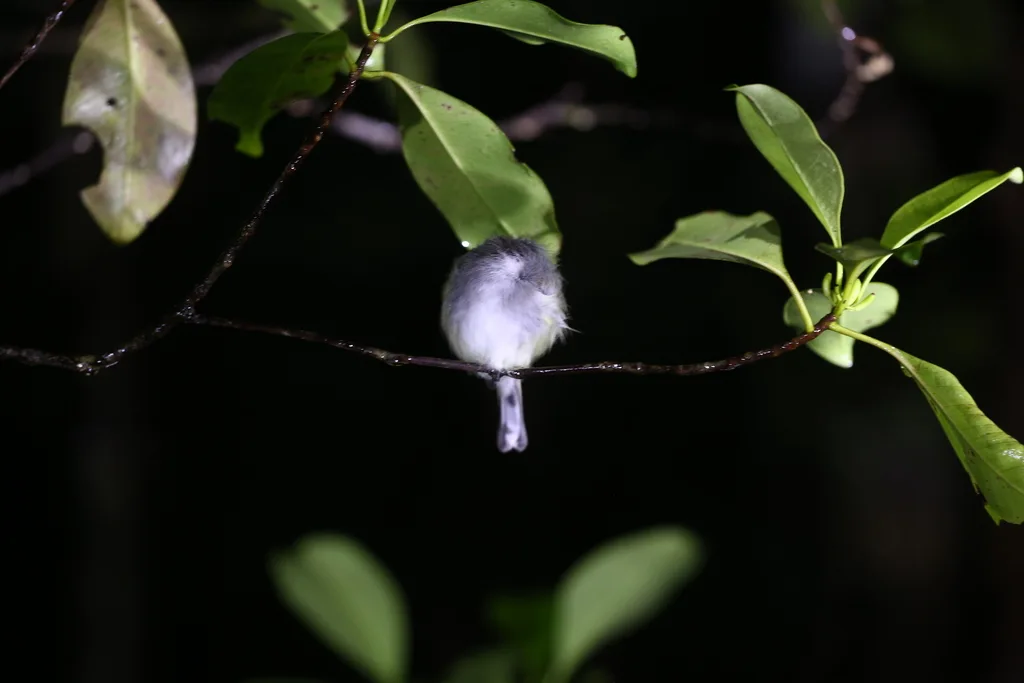 扇尾噪刺莺(Gerygone flavolateralis)