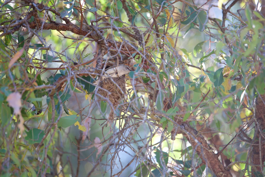 西噪刺莺(Gerygone fusca)