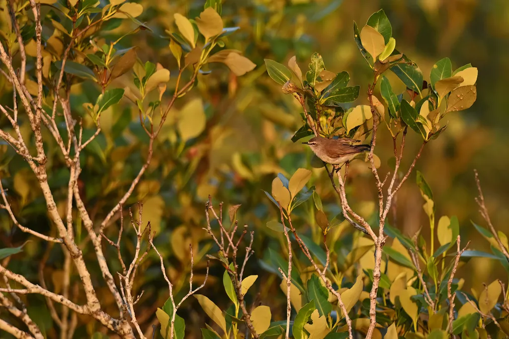 棕胸噪刺莺(Gerygone levigaster)