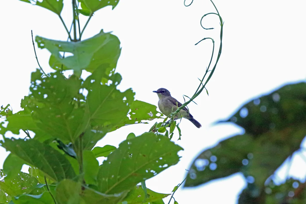沼泽噪刺莺（Gerygone magnirostris）