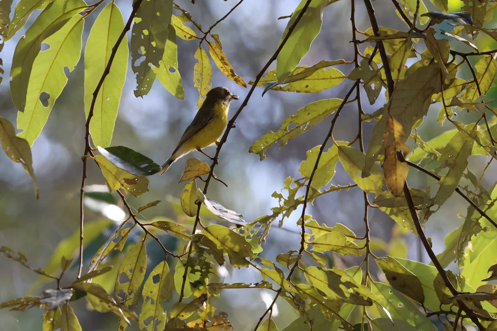 白喉噪刺莺(Gerygone olivacea)