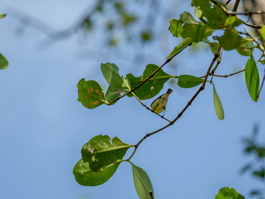 黄胸噪刺莺(Gerygone sulphurea)