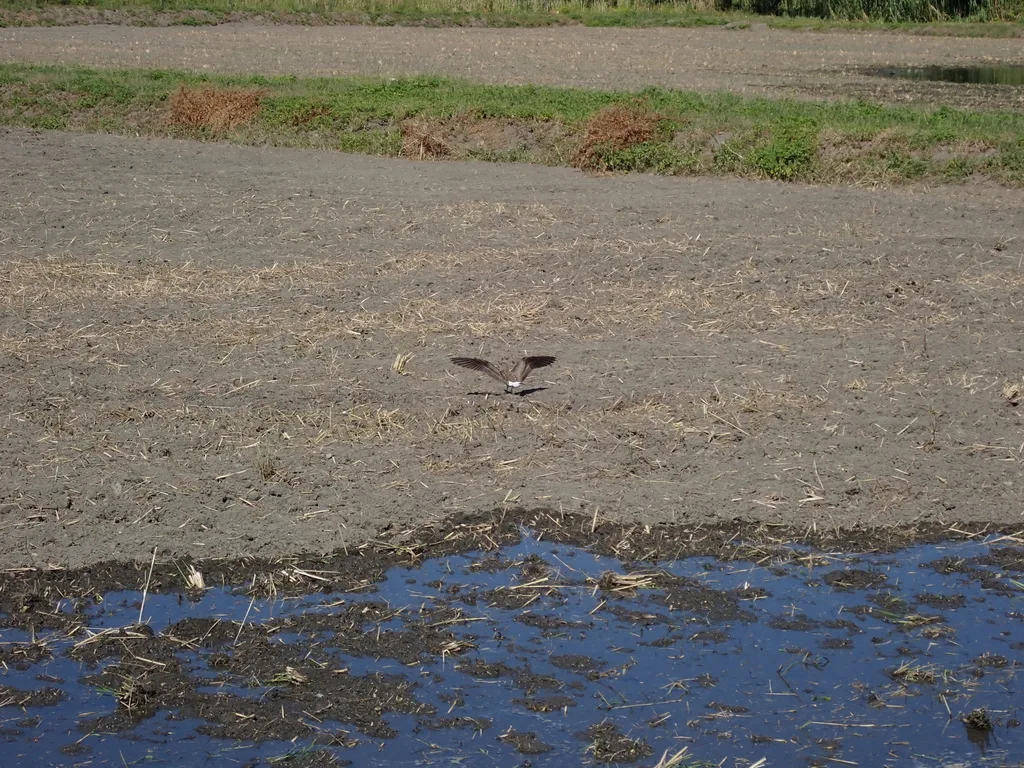 普通燕鸻(Glareola maldivarum)