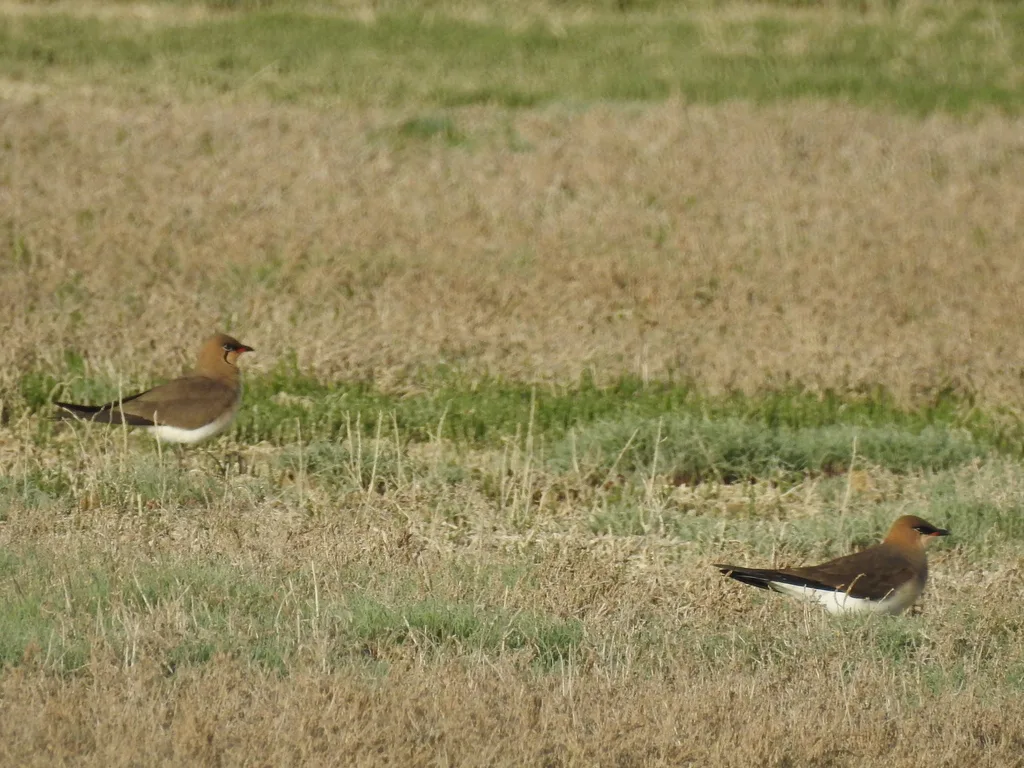 黑翅燕鸻（Glareola nordmanni）