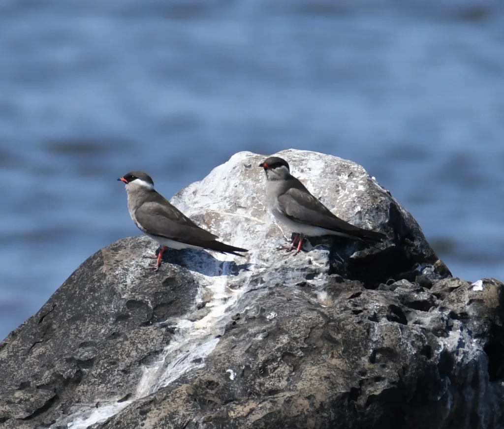 乌燕鸻(Glareola nuchalis)