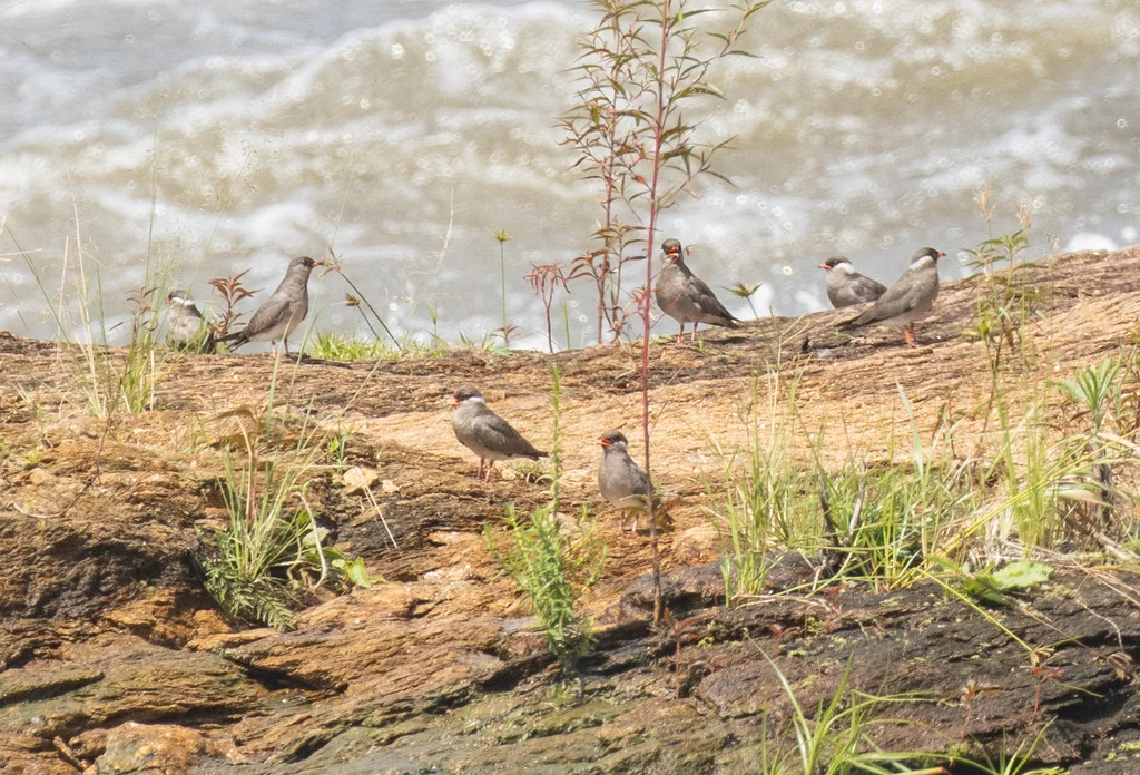 乌燕鸻(Glareola nuchalis)