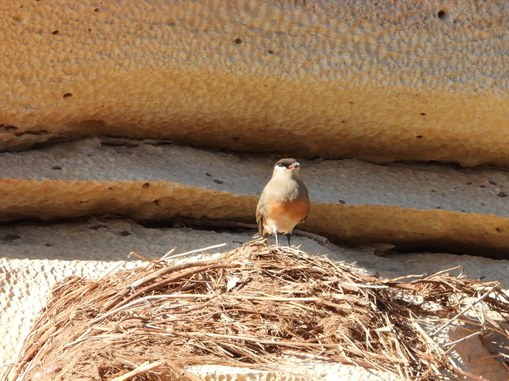 马岛燕鸻（Glareola ocularis）