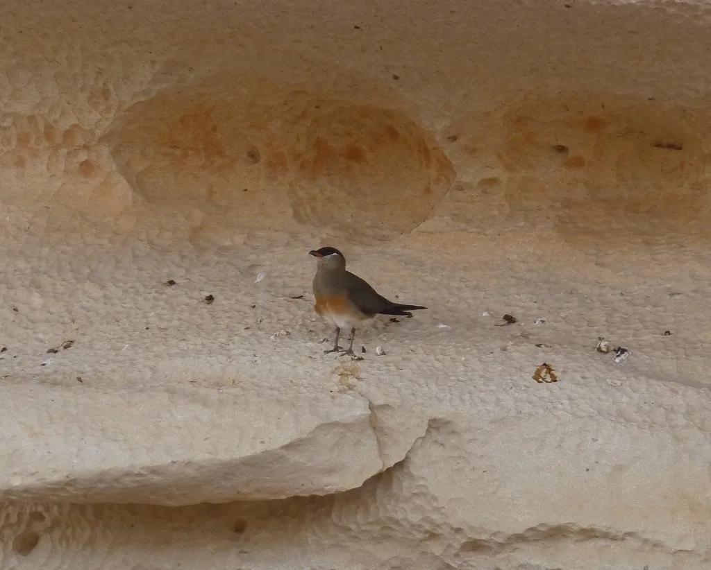 马岛燕鸻（Glareola ocularis）