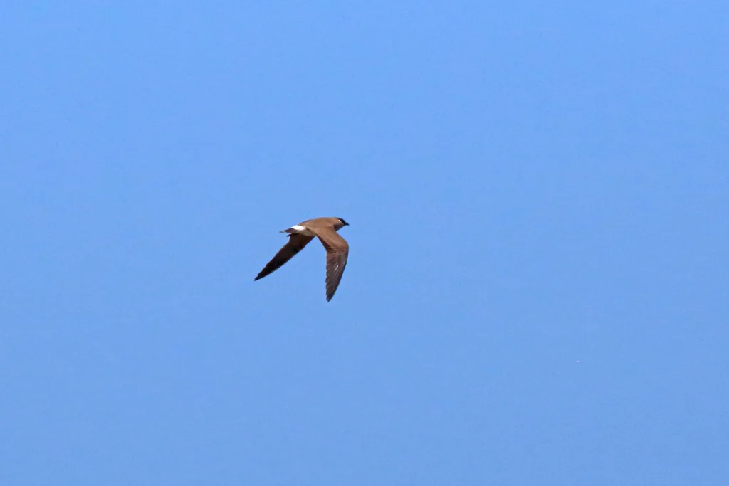 马岛燕鸻（Glareola ocularis）