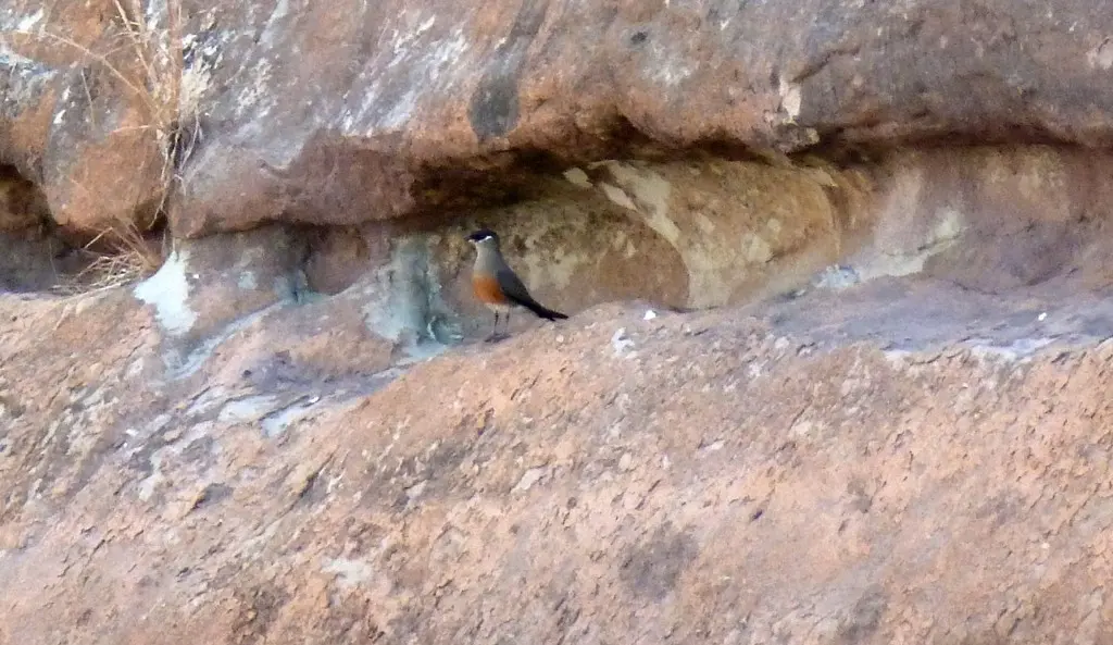 马岛燕鸻（Glareola ocularis）
