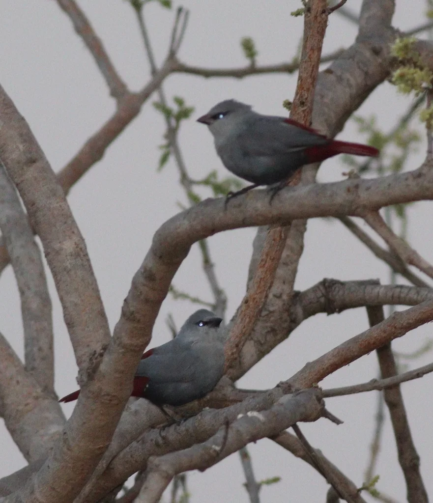 淡蓝梅花雀(Glaucestrilda caerulescens)