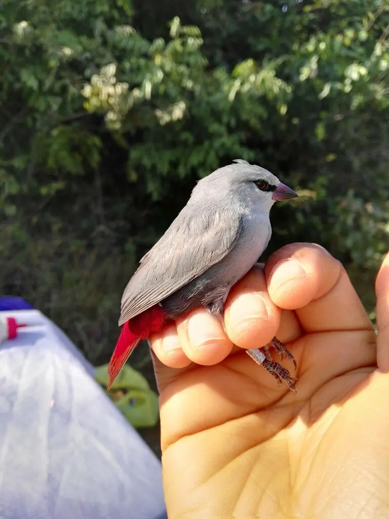 淡蓝梅花雀(Glaucestrilda caerulescens)